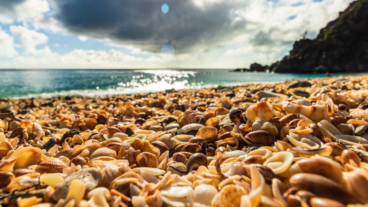 Gustavia Shells