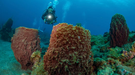 Saba Diving